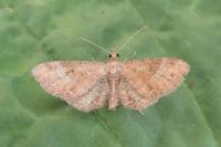 Eupithecia simpliciata