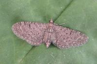 Eupithecia ultimaria