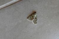 Bryopsis muralis