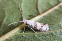 Scythropia crataegella