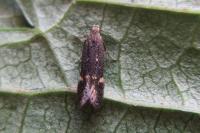 Aproaerema anthyllidella