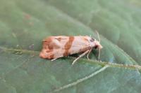 Phalonidia contractana