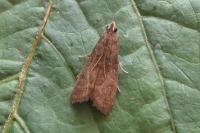 Eccopisa effractella