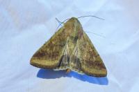 Helicoverpa armigera