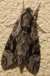 Agrius convolvuli