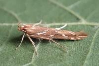 Pyroderces argyrogrammos
