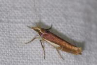 Ypsolopha parenthesella