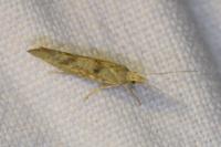 Ypsolopha alpella