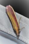 Oncocera semirubella