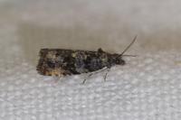 Endothenia ustulana