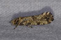 Morophaga choragella