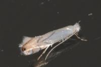 Phyllonorycter harrisella