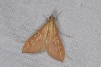 Antigastra catalaunalis