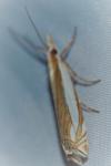 Crambus pascuella