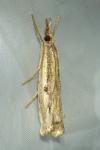 Agriphila geniculea