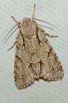 Acronicta psi