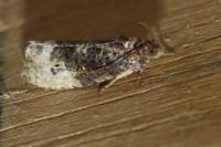 Hedya nubiferana