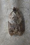 Acleris variegana