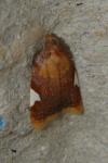 Acleris holmiana