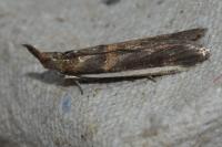 Etiella zinckenella