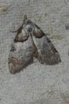 Nola cucullatella