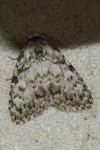 Meganola strigula
