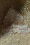 Meganola albula
