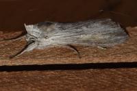Cucullia umbratica