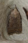 Caradrina clavipalpis