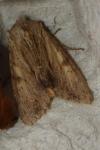 Apamea lithoxylaea