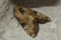 Apamea scolopacina