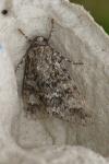 Acronicta megacephala