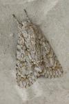 Acronicta aceris