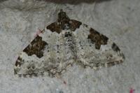 Xanthorhoe fluctuata