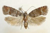 Clavigesta sylvestrana