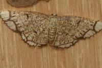 Stegania cararia