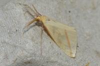 Rhodometra sacraria