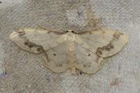 Idaea trigeminata