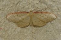 Idaea humiliata