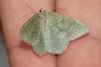 Hemithea aestivaria