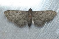 Eupithecia haworthiata