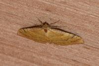 Camptogramma bilineata
