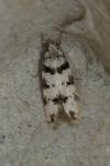 Pseudotelphusa scalella
