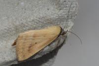 Raparna conicephala