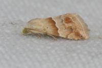 Eublemma parva