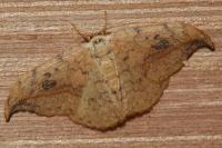 Drepana falcataria