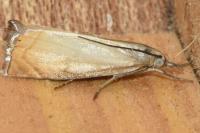 Chrysoteuchia culmella