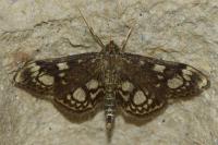 Anania coronata