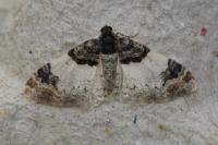 Catarhoe cuculata