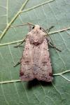 Agrotis trux